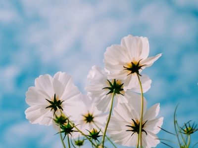 El arte de envejecer bien: hábitos para mantener el cuerpo y la mente en equilibrio.